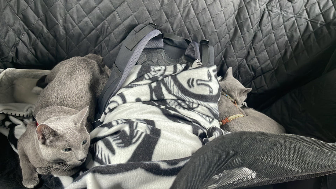 Tips for Traveling with Your Cat in the Car!