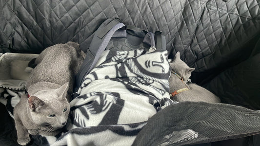 Tips for Traveling with Your Cat in the Car!