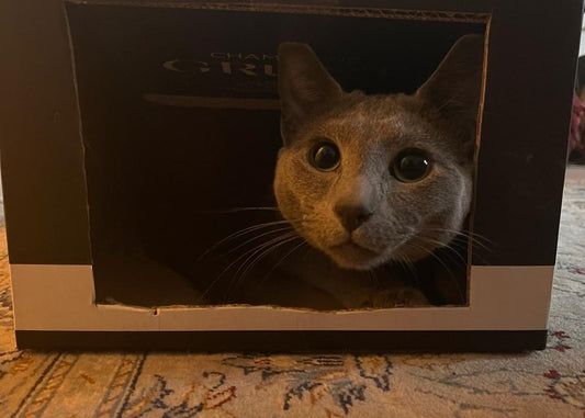DIY Cat Toys: Crafting Fun and Enrichment for Your Feline Friend