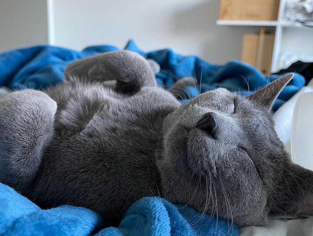 When to Throw Away Cat Toys: A Complete Guide