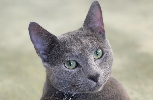 Playtime and Behavior: Can Playtime Help with a Cat's Behavior?
