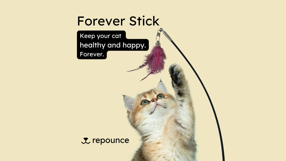 Unleash Feline Fun with Interactive Cat Games