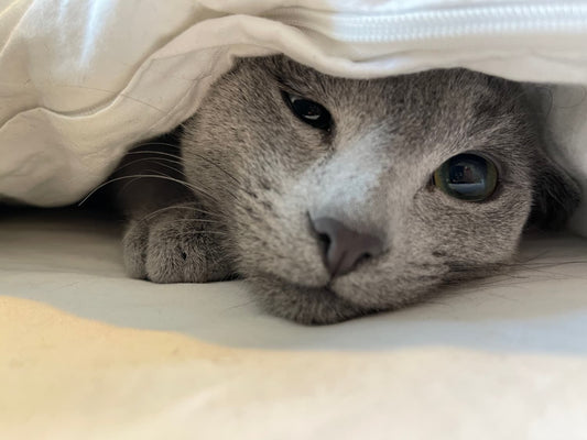 Playtime Initiatives: How to Encourage a Cat to Play