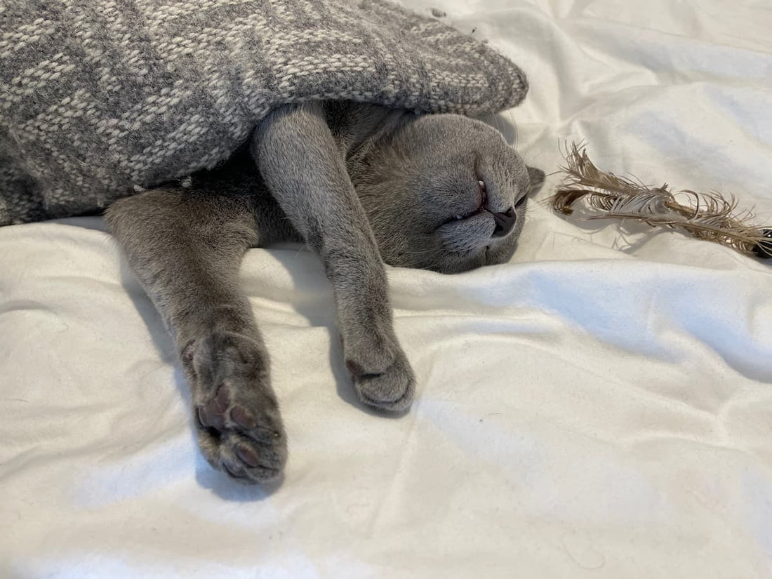 Cat Play Preferences: Do All Cats Enjoy Playtime?