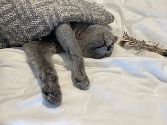 Cat Play Preferences: Do All Cats Enjoy Playtime?