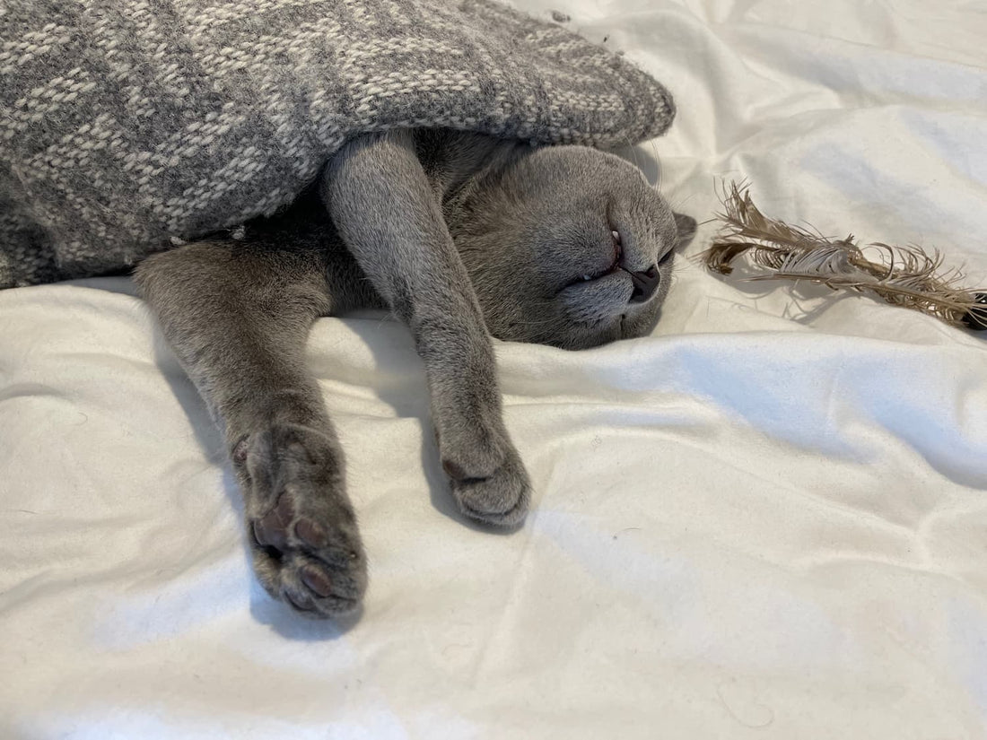 Why Do Cats Destroy Toys? The Purr-fect Mystery