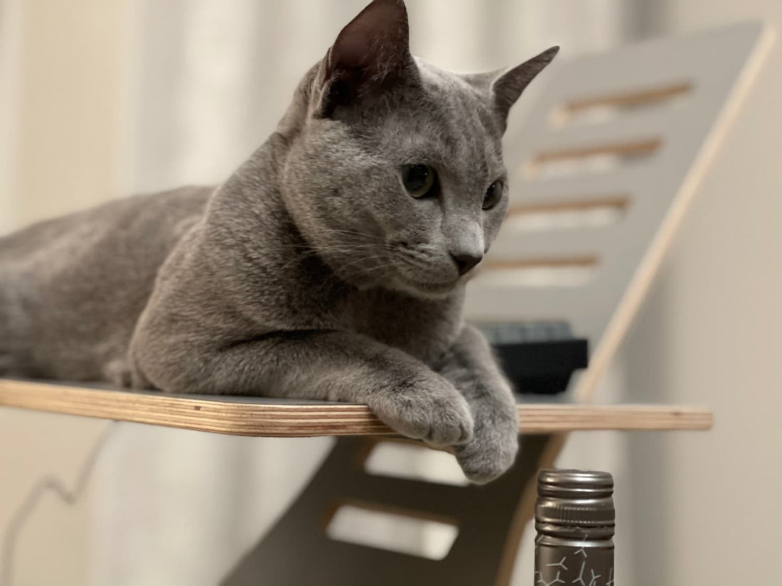The Price of Play: How Much Should You Spend on Cat Toys?