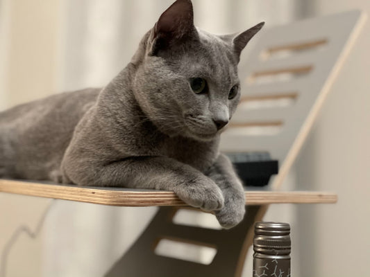 Should You Let Your Cat Catch the Toy? Understanding Play and Hunt