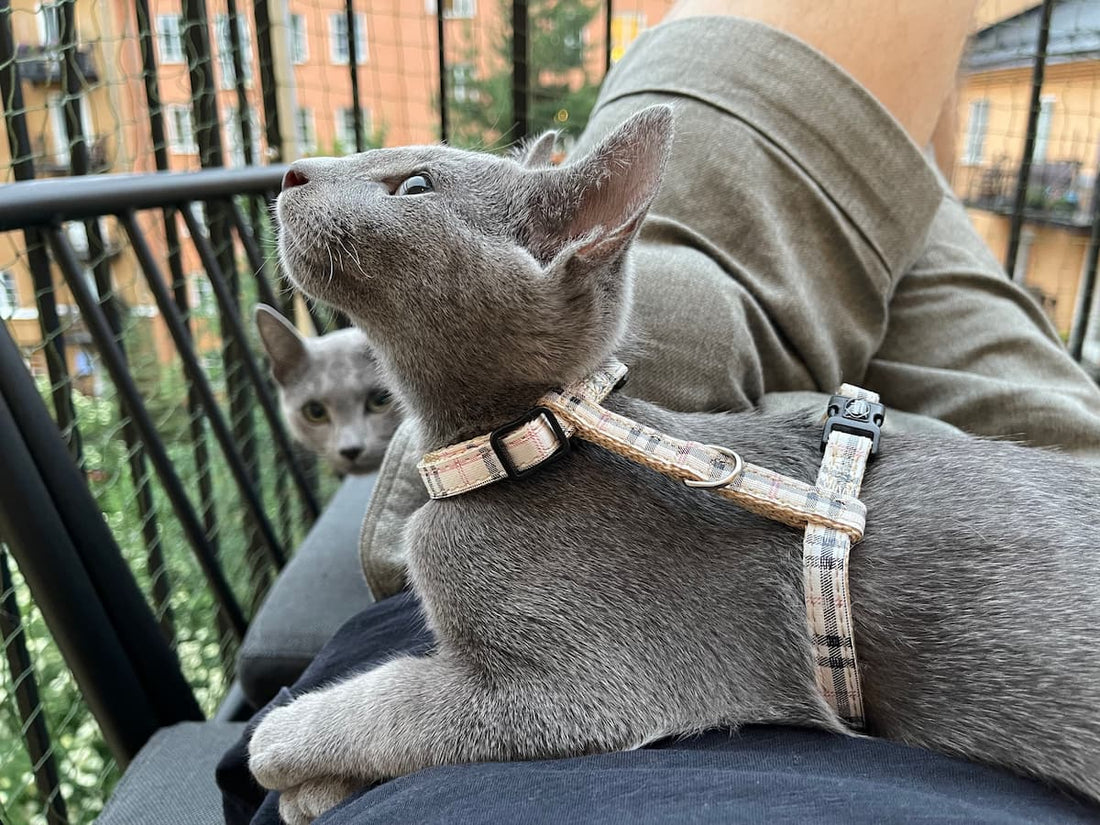Reading Cat Play Signals: Signs That Your Cat Wants to Play