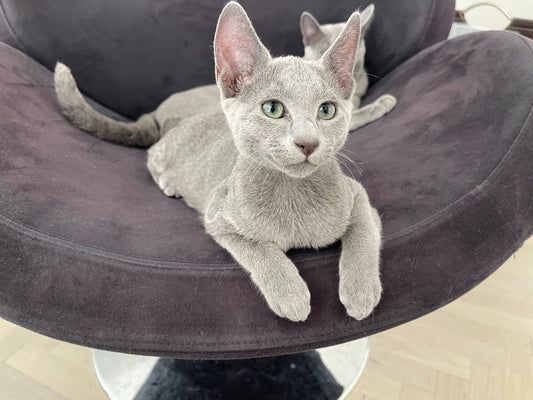Interactive Cat Games: Feline Fun at Your Fingertips