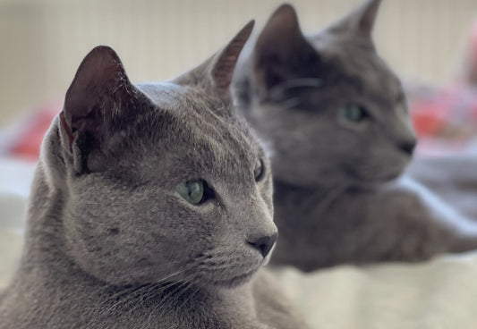 Unveiling the Benefits: Why Is Playtime Important for Cats?