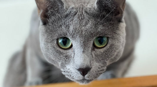 Tips for keeping your cat mentally stimulated and physically activated