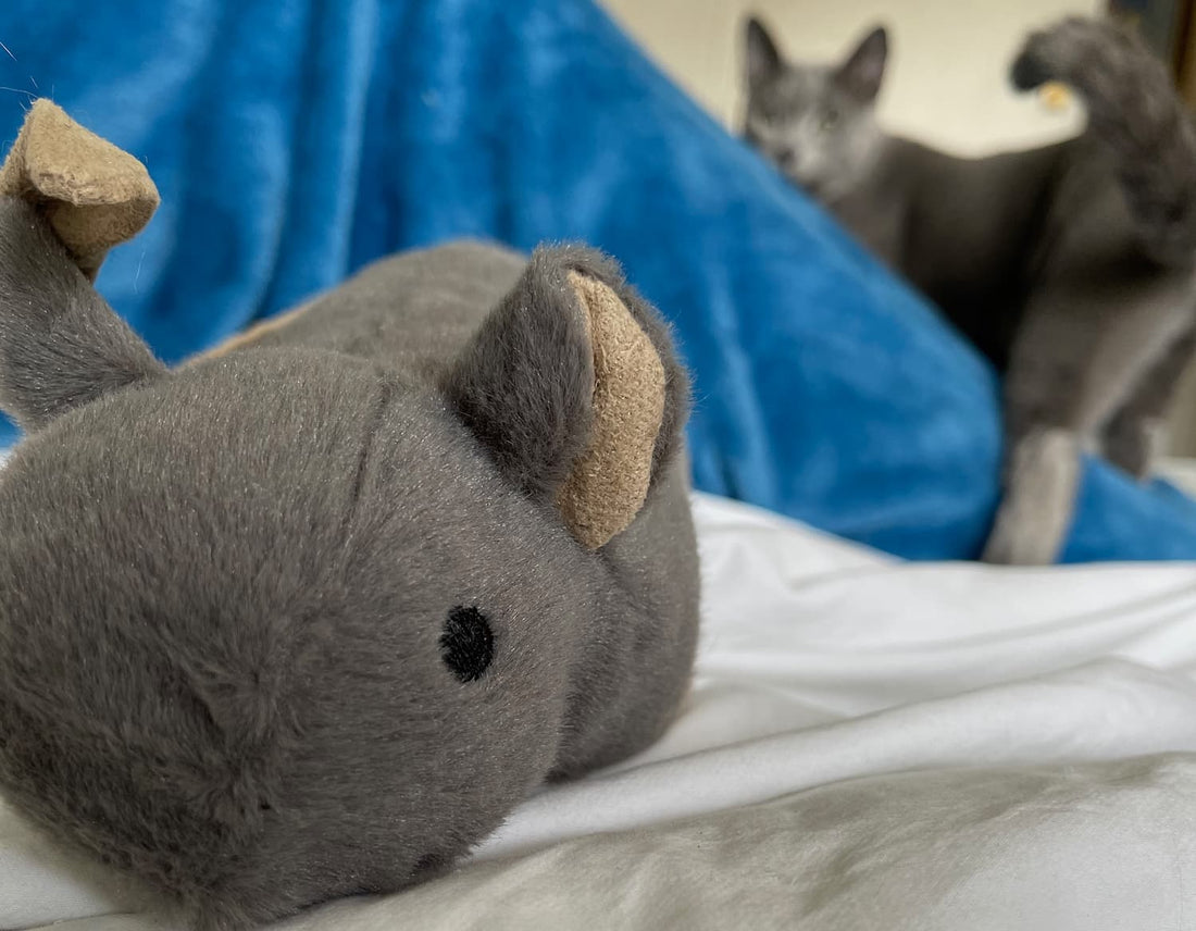 Cat Playtime Guidelines: How Much Playtime Does a Cat Need?