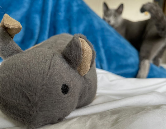 Cat Playtime Guidelines: How Much Playtime Does a Cat Need?