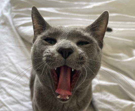 Safe Playtime: Are Cat Scratches Dangerous?