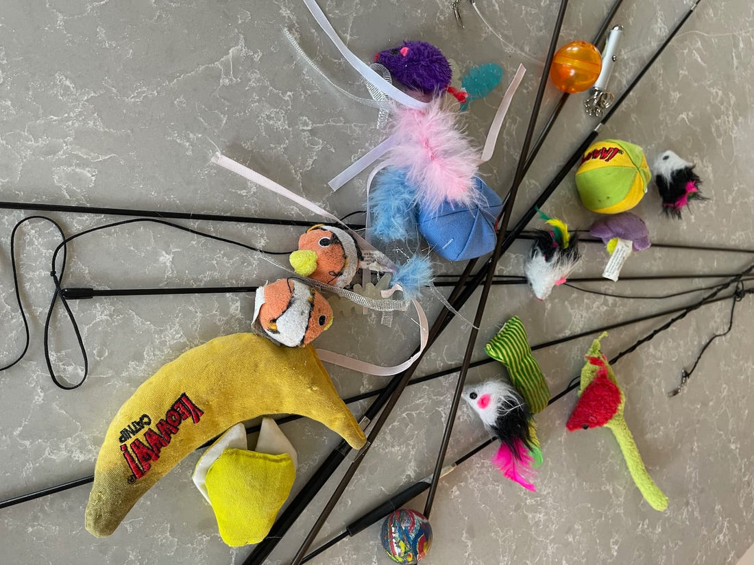 Cats and Their Ever-Changing Play Preferences: How to Adapt