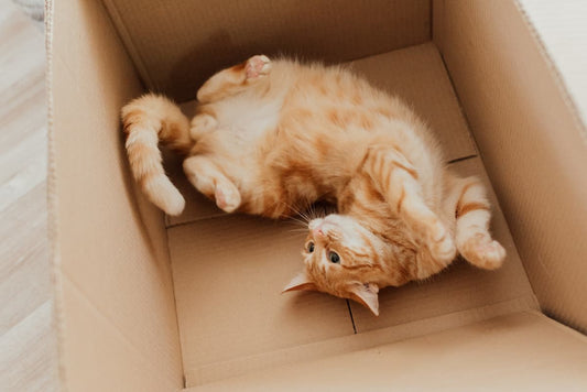 Creating Homemade Cat Toys: Crafting Fun and Affordable Toys for Your Feline Friend