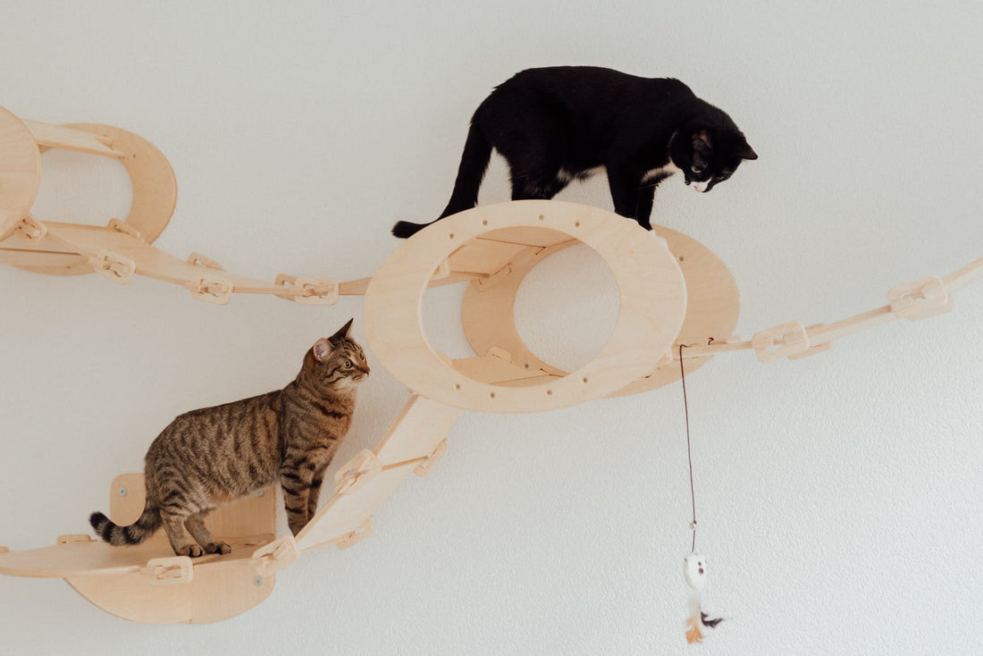Are Cat Play Dates a Good Idea?
