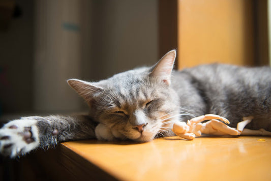 Introduction: Do Cats Ever Outgrow Their Toys?
