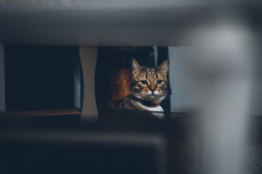 Introduction: Are Nighttime Cat Toys a Bright Idea?
