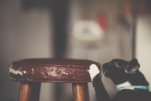 How to Use Cat Toys for Behavior Modification