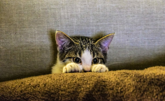 How to Maximize Cat Playtime: A Guide for Pet Owners