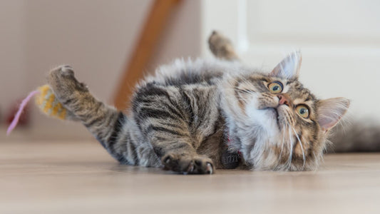 The Ultimate Guide to Safe and Affordable Cat Toys