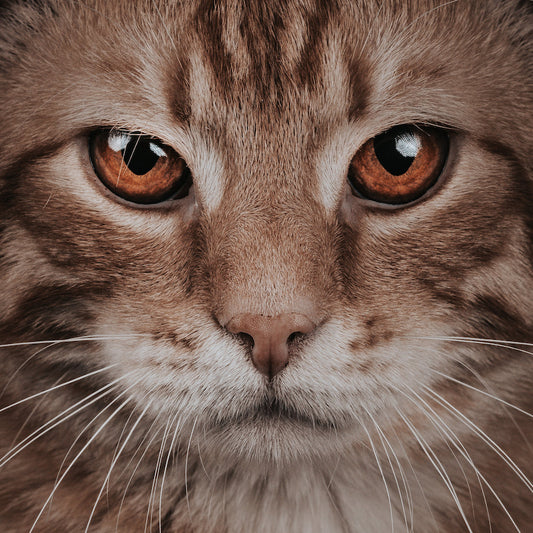 Want a happier, healthier cat? Play more! (Learn why playtime is crucial for cats' health - and the best 7 tips to activate your cat!)