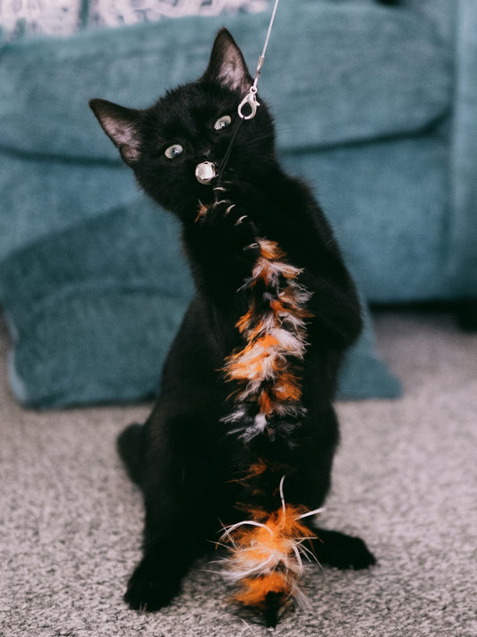 Unlocking the Mystery: Why Cats Play and How It Benefits Their Well-being