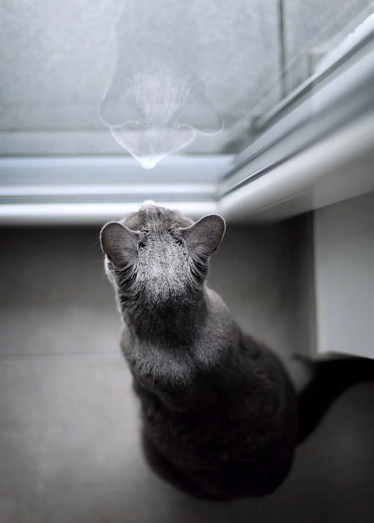 Cat-Proofing Your Home: Creating a Safe and Playful Haven for Your Cat