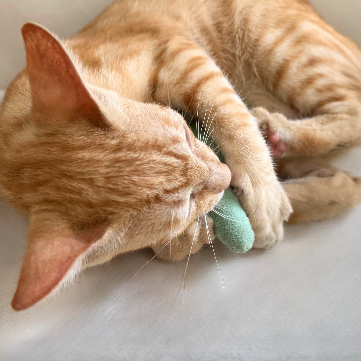 Dino Catnip and Crinkle Plush Toy