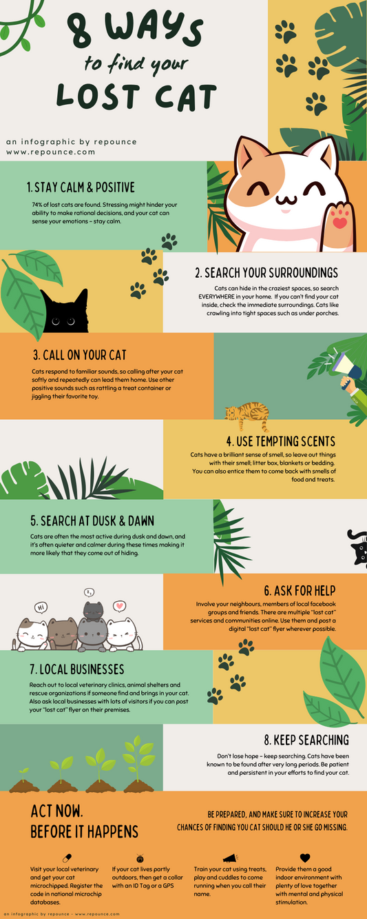 8 Things to do if your Cat runs away - and what to do now!