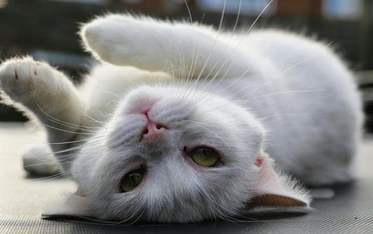 7 Best Ways to Help a Fat Cat Get Moving Again