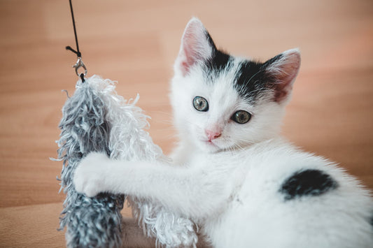 Can Cat Toys Be Washed? A Hygiene Guide for Feline Playthings