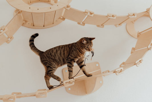 Can Cats Play Fetch? The Truth About Feline Retrieval Games
