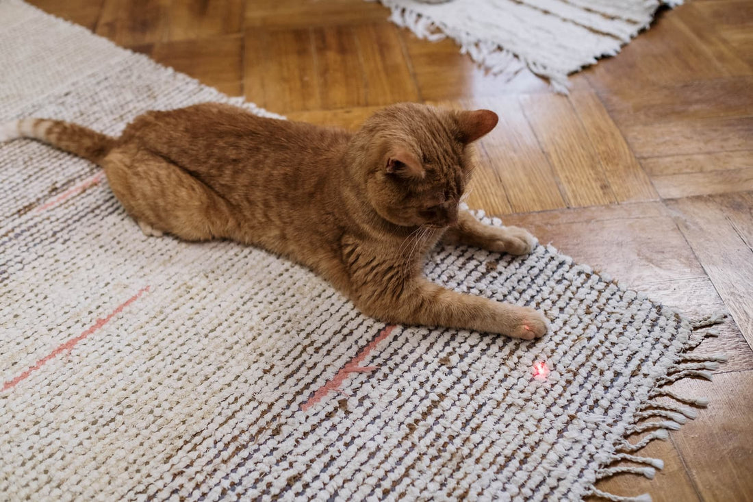 Cat Toy Lasers: Fun or Risky Business? Protecting Your Cat's Eyes