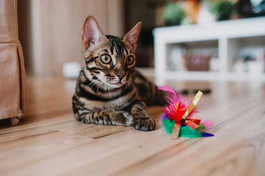 Are Cat Toy Feathers Real? Debunking the Myths About Feline Toys