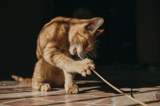Durable Cat Wand That Doesn't Break: What Actually Lasts (2026 Guide)