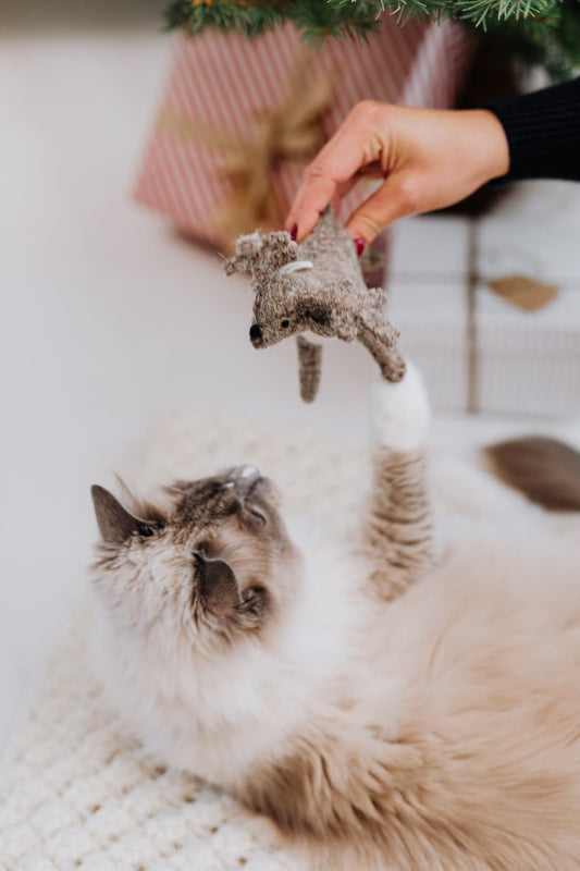 The Complete Guide to Choosing Safe and Fun Cat Toys