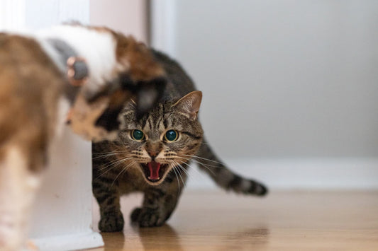 Understanding Cat Play Behavior: Signs of Aggression vs. Healthy Play