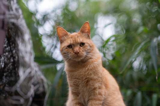 7 Simple Signs of a Sad Cat (And What to Do About Each One)