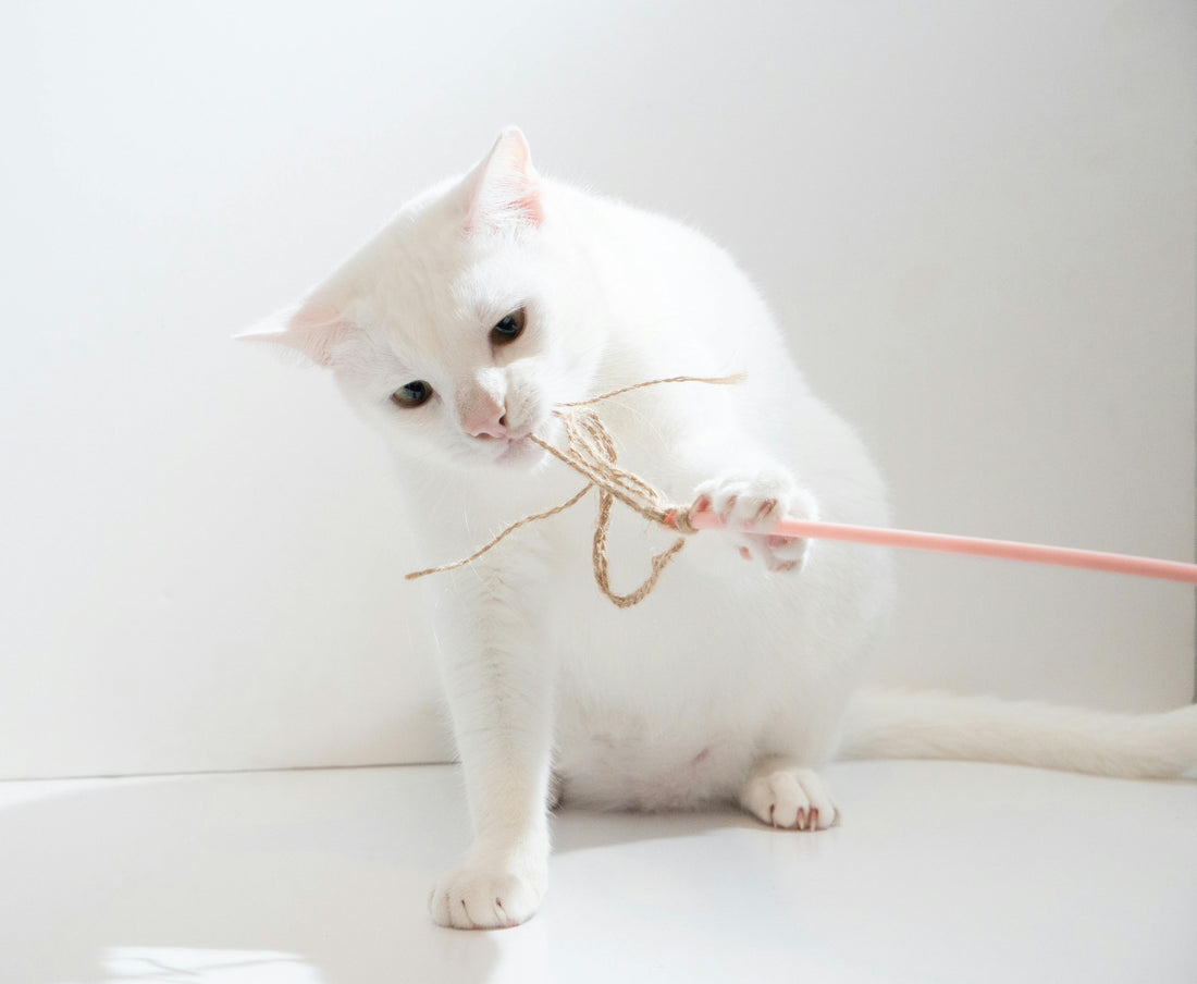 Why Most Cat Wands Break Within Days (And How to Avoid It)