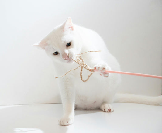 Why Most Cat Wands Break Within Days (And How to Avoid It)