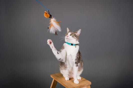 Durable vs Cheap Cat Wands: What's Actually the Difference?