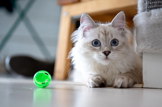 Cat Toys 101: Everything You Need to Know About Feline Playthings
