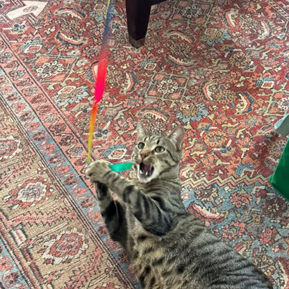 Rainbow Ribbon Toy Attachment