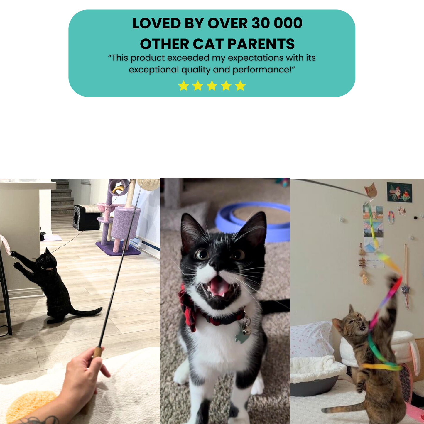 The Repounce Starter: Everything Your Cat Needs