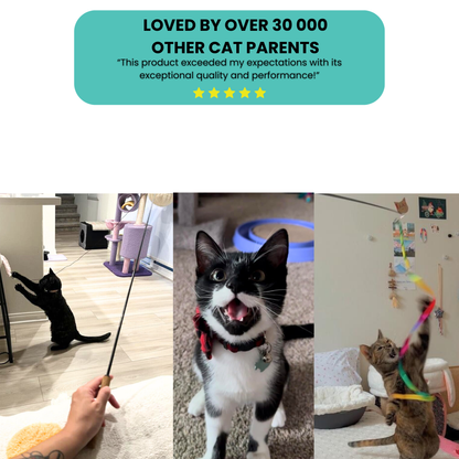 The Repounce Starter: Everything Your Cat Needs