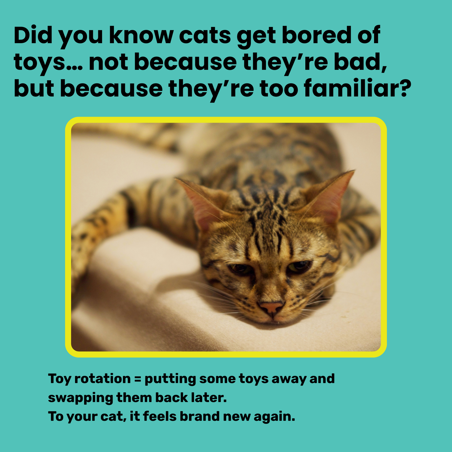 The Ultimate Toy Rotation Bundle