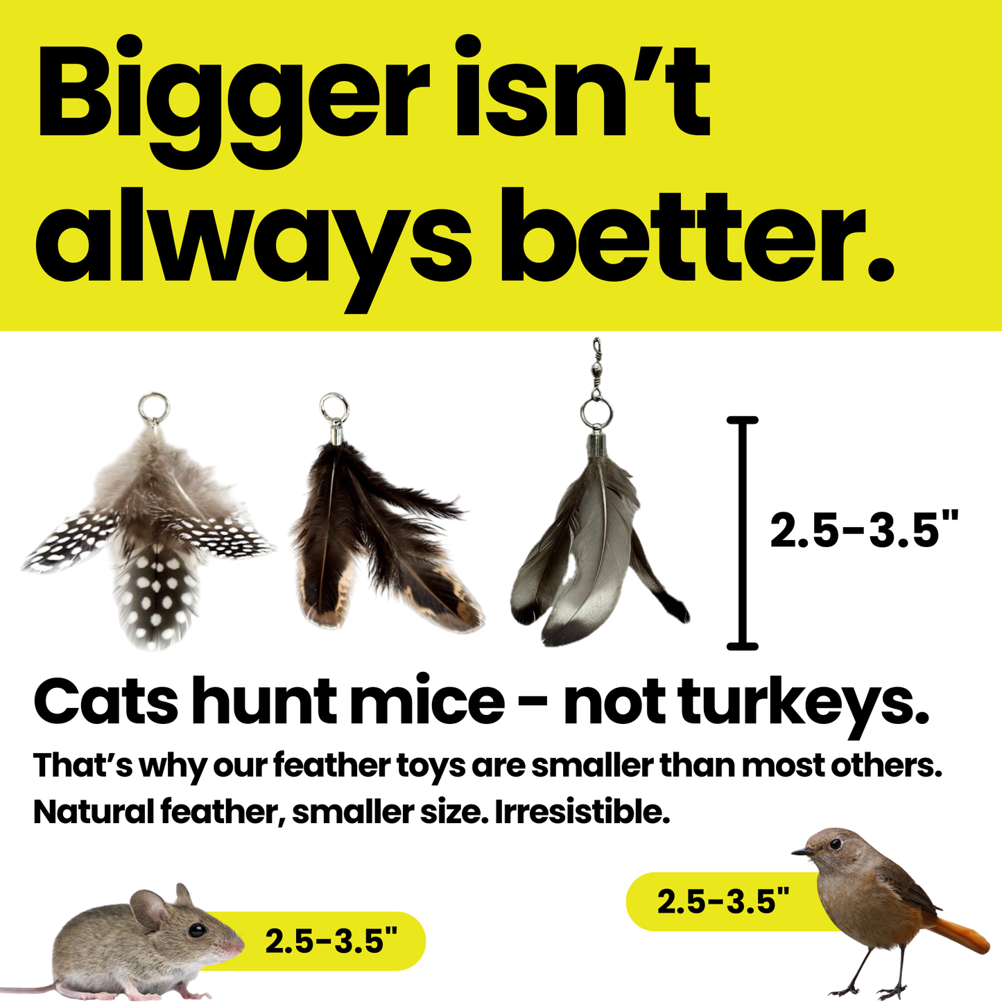 The Repounce Starter: Everything Your Cat Needs